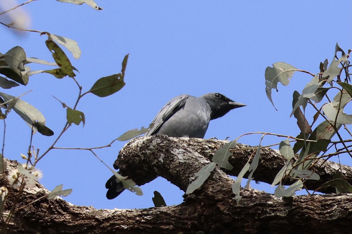 Sahul Cicadabird - ML641228648