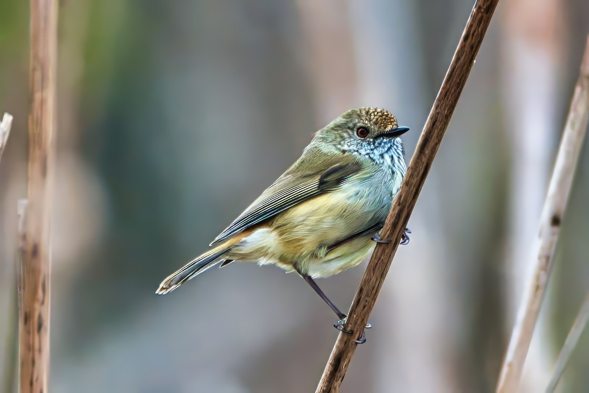 Brown Thornbill - ML641228654