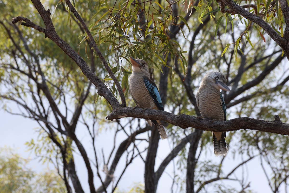 Blue-winged Kookaburra - ML641228660
