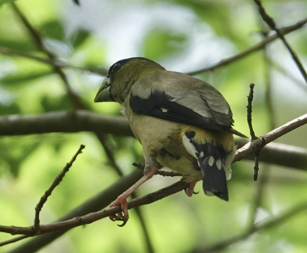 Hooded Grosbeak - ML641228662
