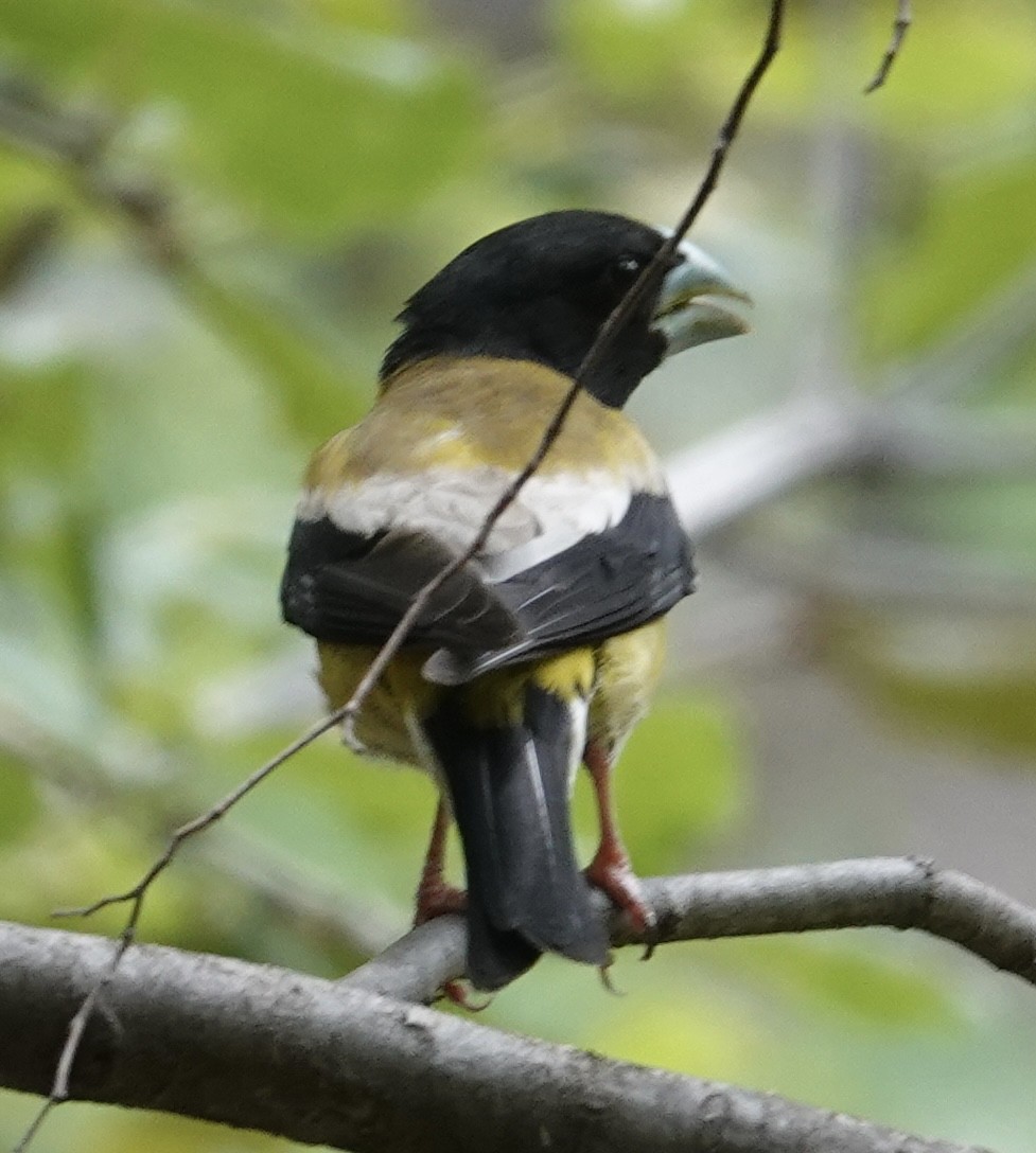 Hooded Grosbeak - ML641228663