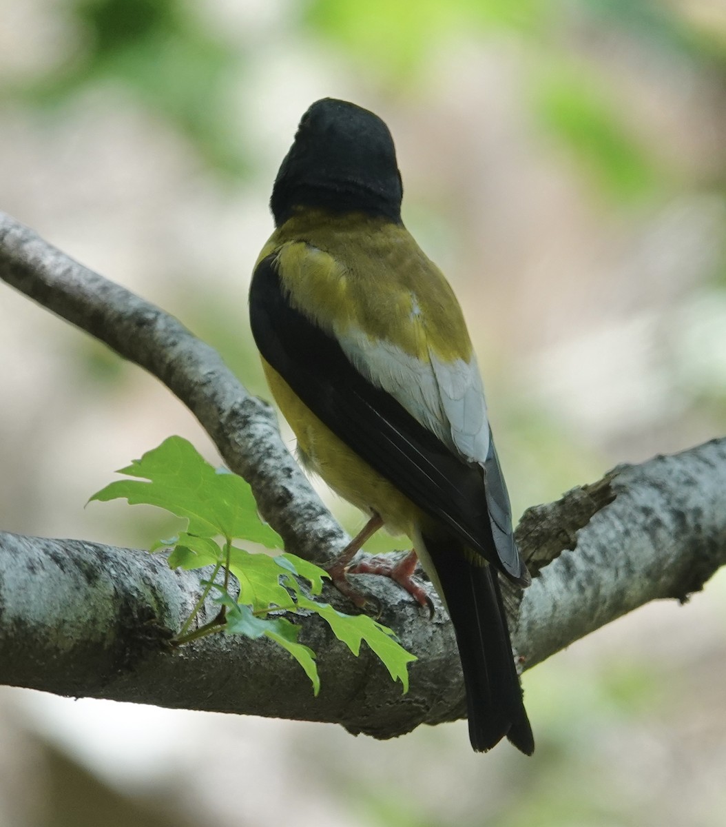 Hooded Grosbeak - ML641228664