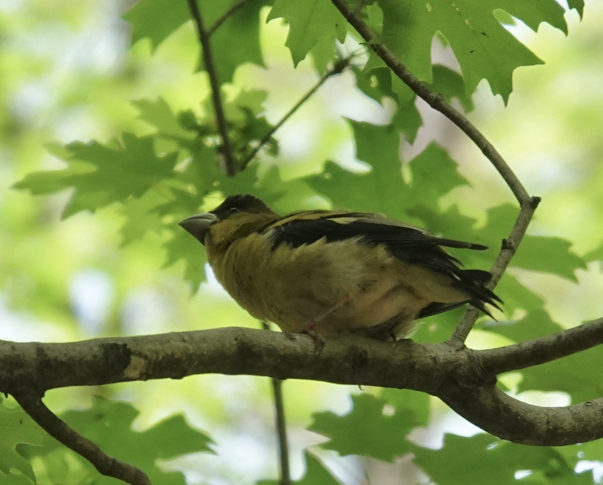 Hooded Grosbeak - ML641228665