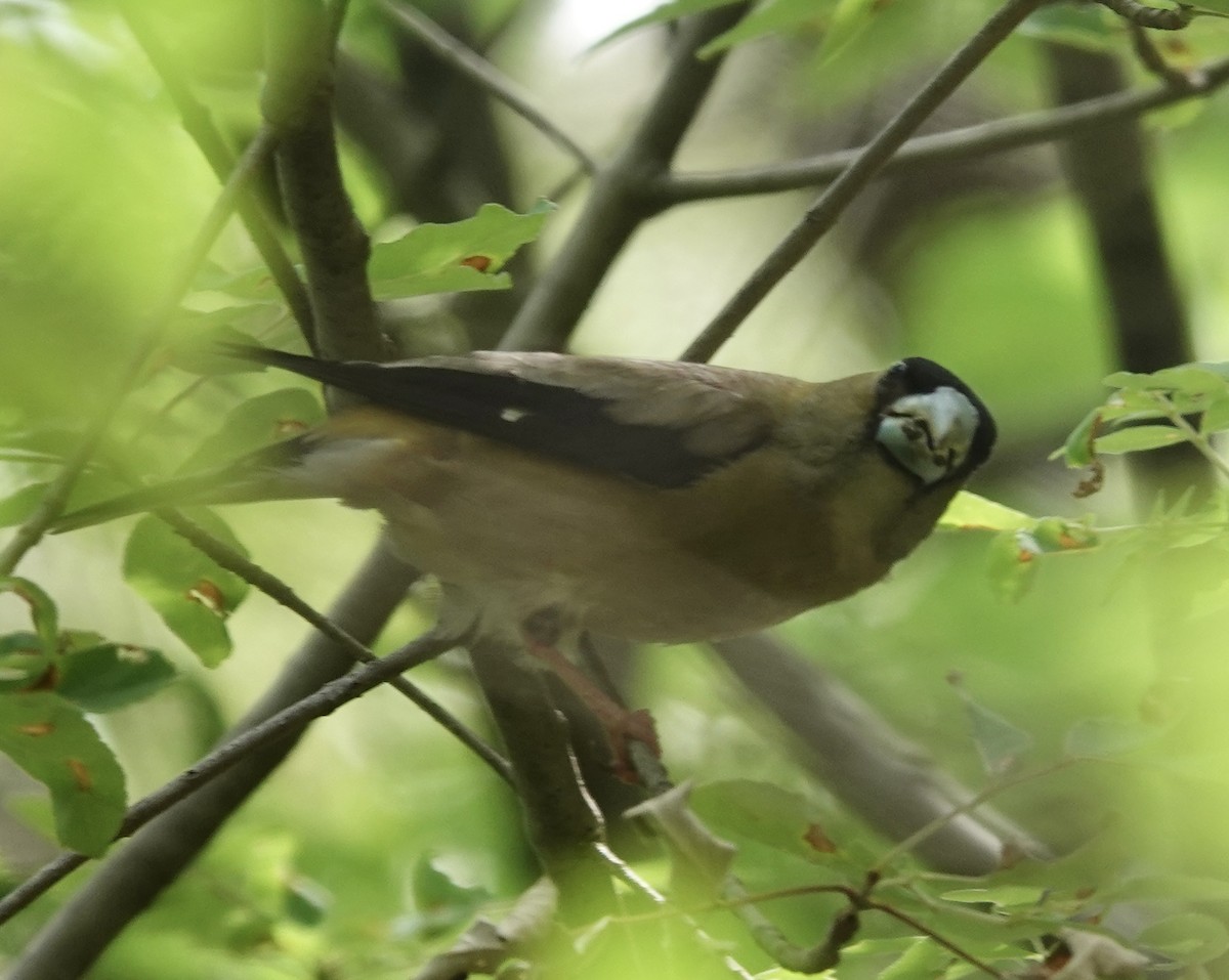 Hooded Grosbeak - ML641228666