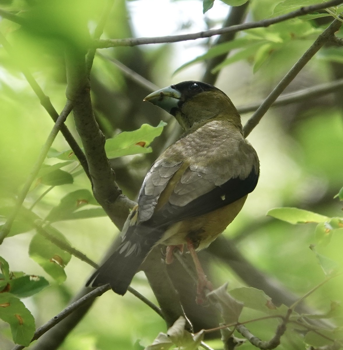 Hooded Grosbeak - ML641228667