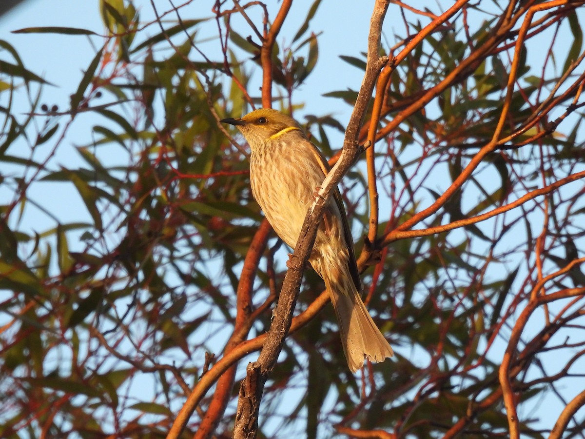 Yellow-plumed Honeyeater - ML641228676