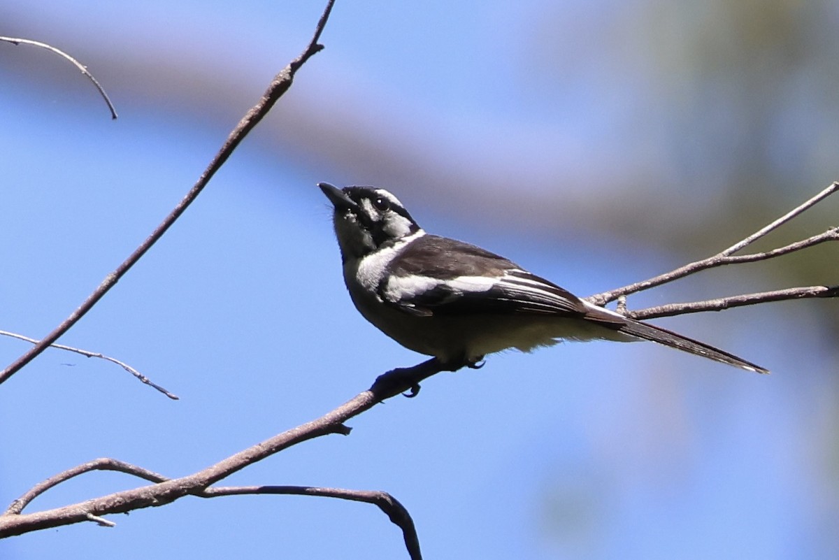 White-eared Monarch - ML641228677