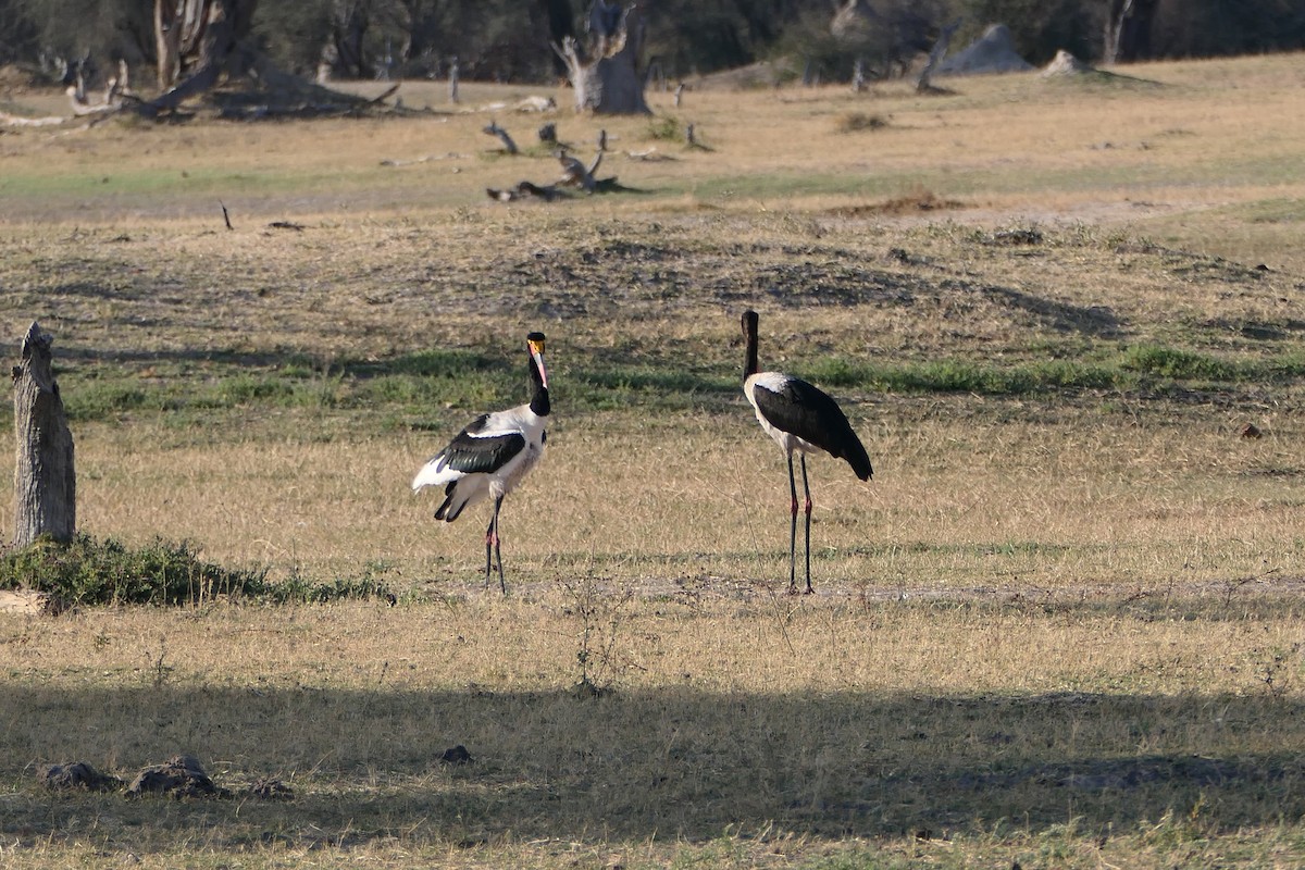 Saddle-billed Stork - ML641228679