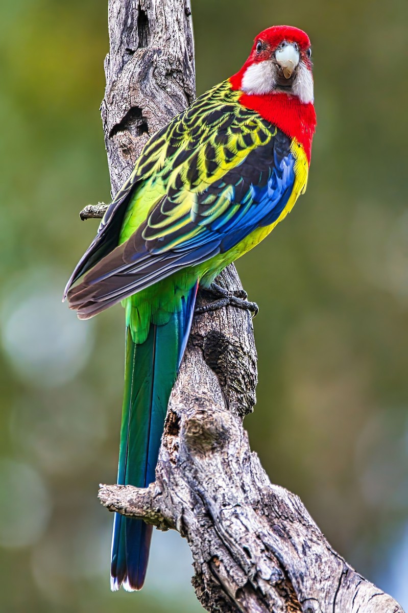 ナナクサインコ - ML641228689