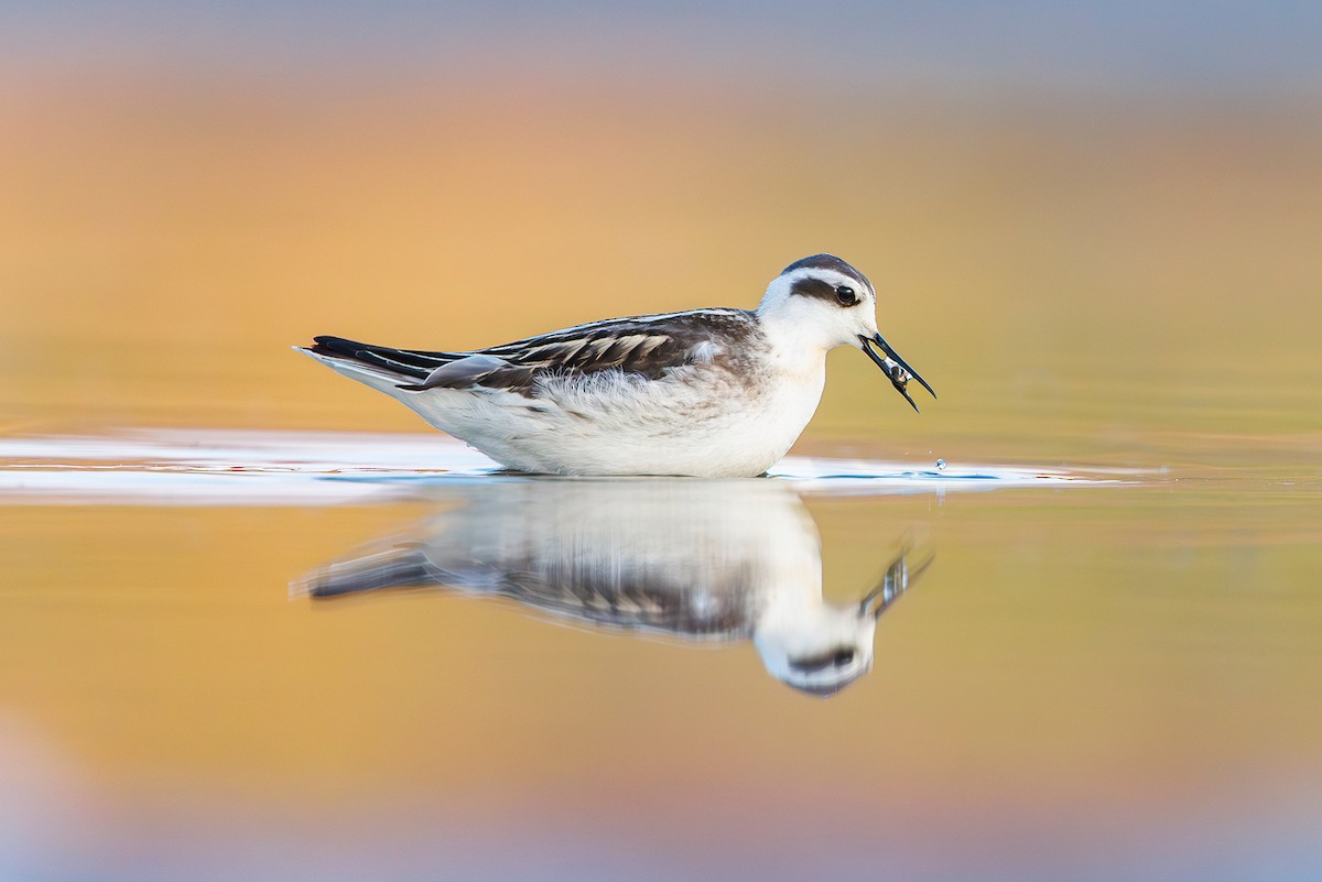 Red-necked Phalarope - ML641228700