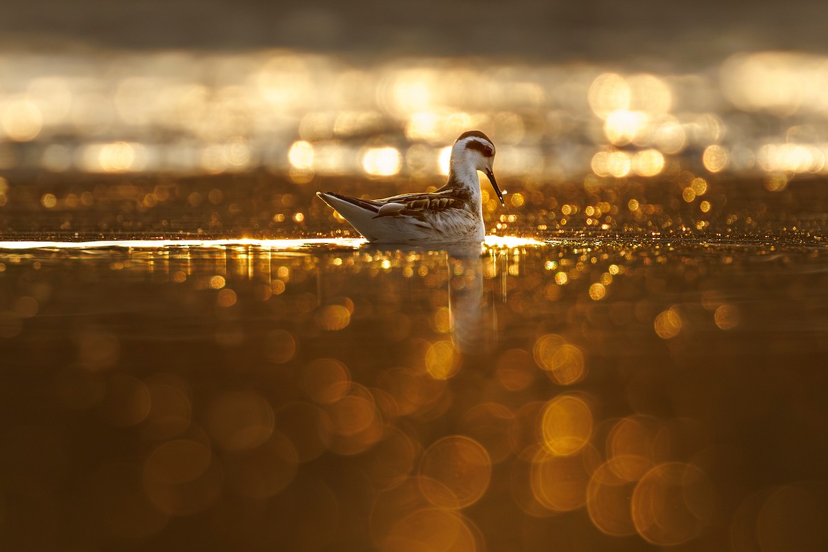 Red-necked Phalarope - ML641228703