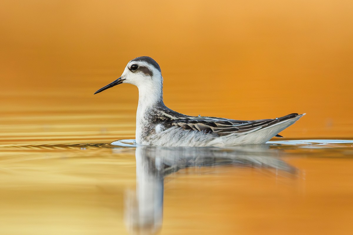 Red-necked Phalarope - ML641228710