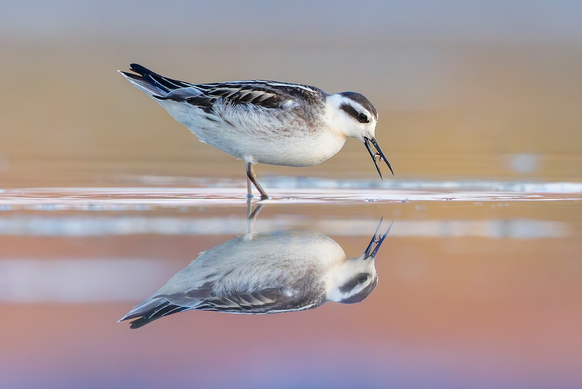 Red-necked Phalarope - ML641228713