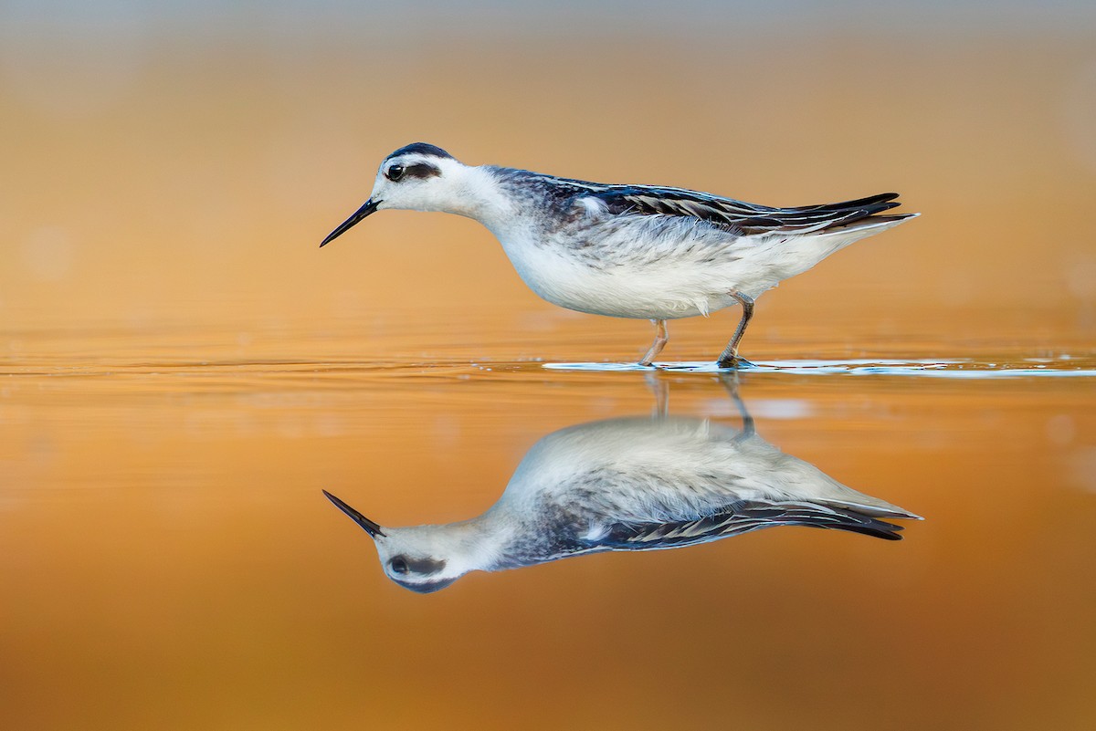 Red-necked Phalarope - ML641228724
