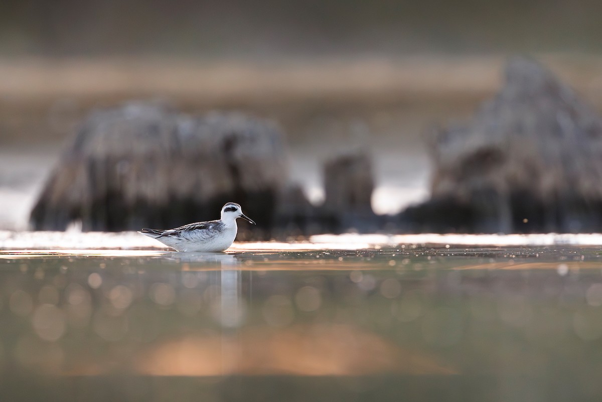 Red-necked Phalarope - ML641228735