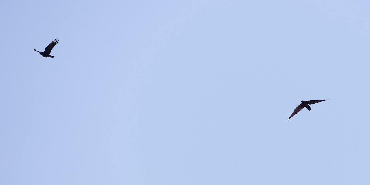 ミナミコガラス - ML641228738