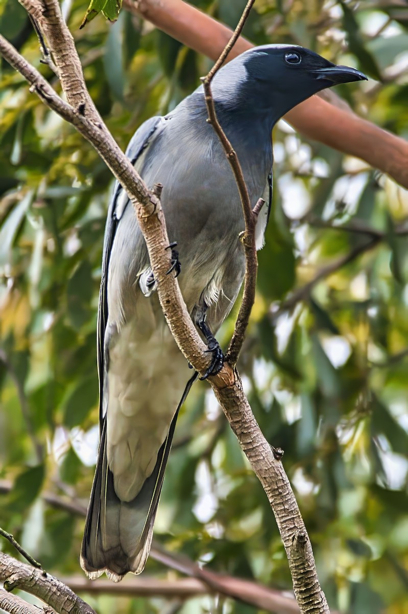 Black-faced Cuckooshrike - ML641228755