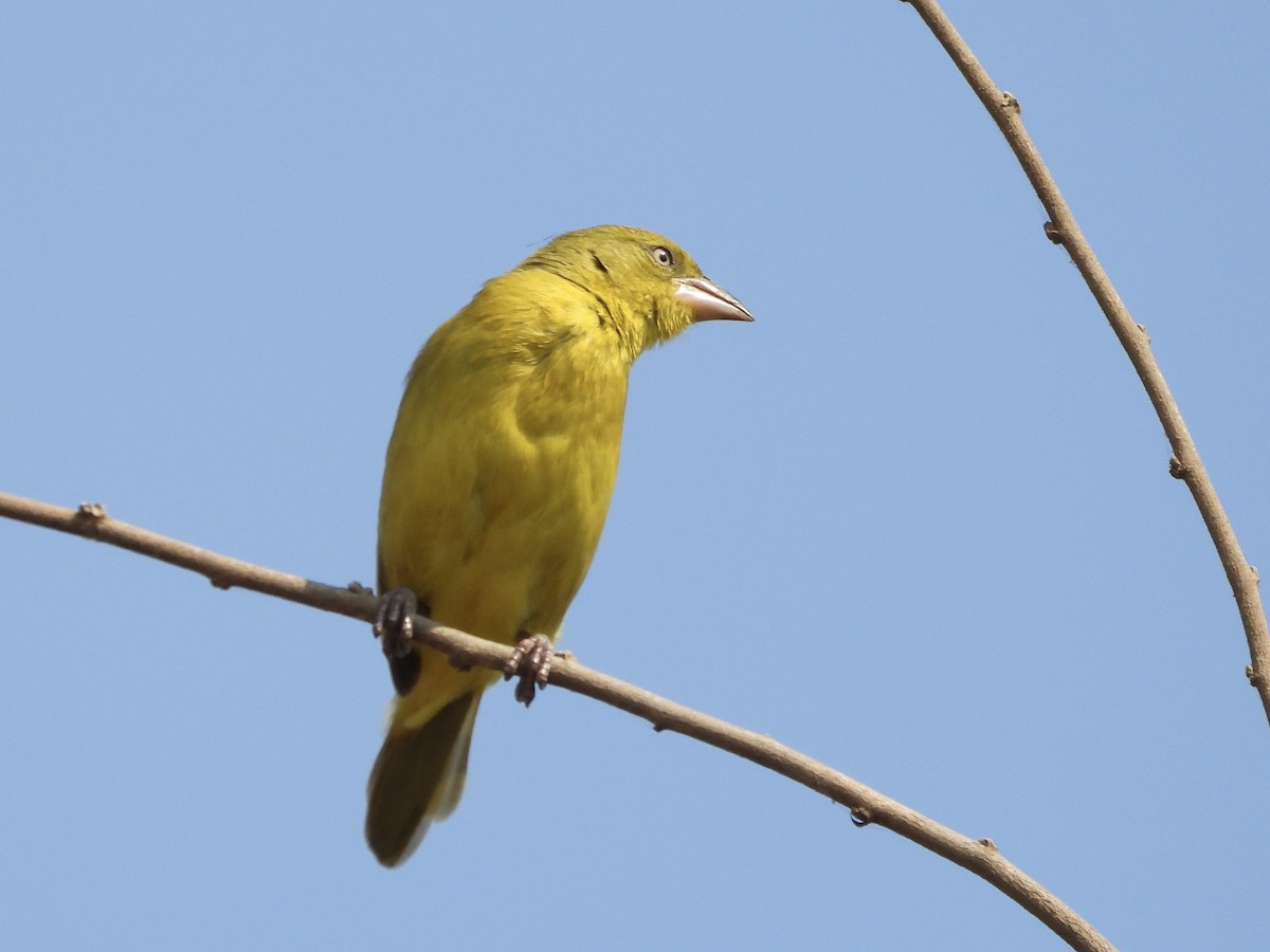 Holub's Golden-Weaver - ML641228757