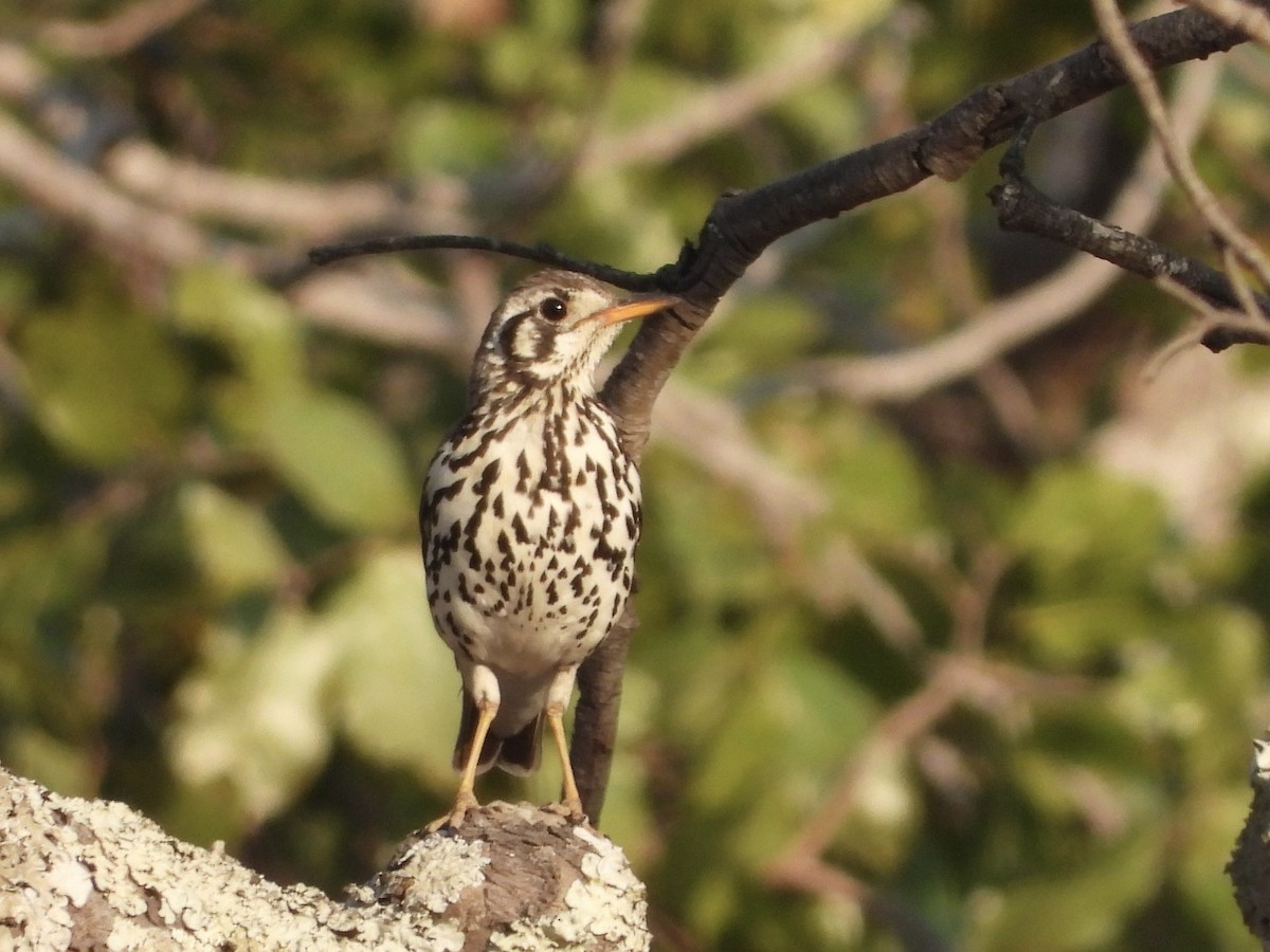Groundscraper Thrush - ML641228760