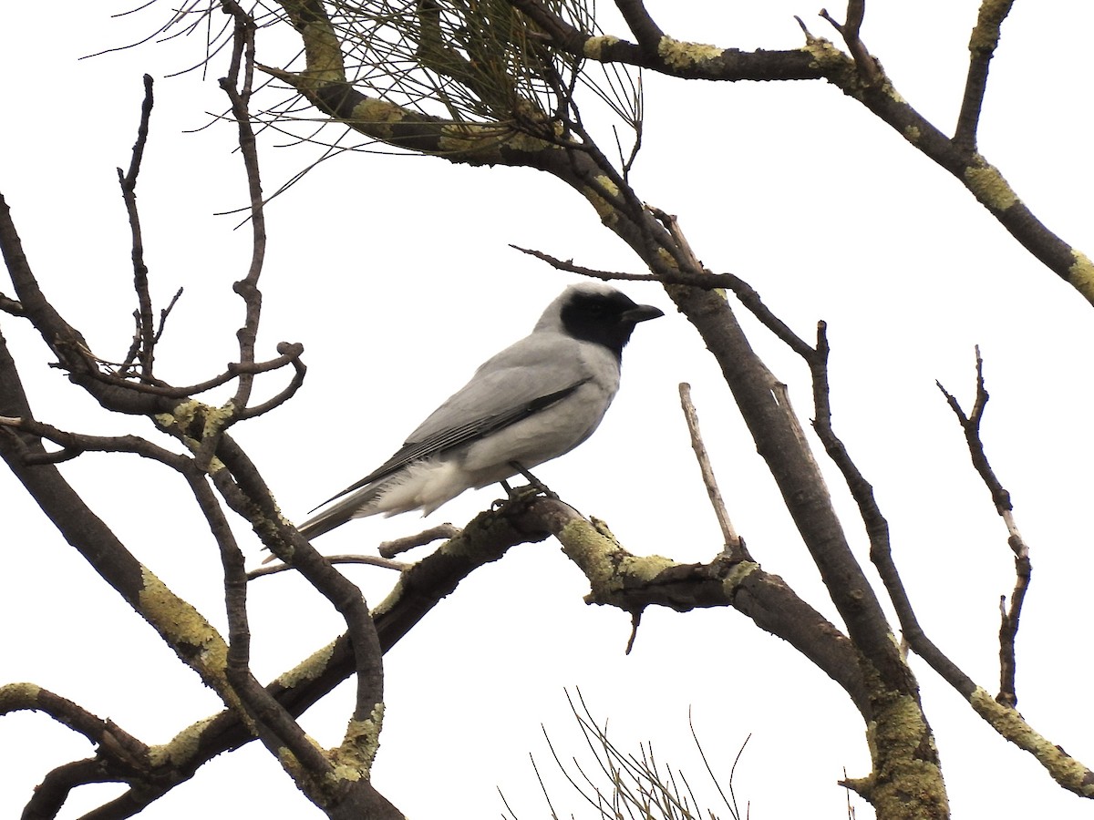 Black-faced Cuckooshrike - ML641228765