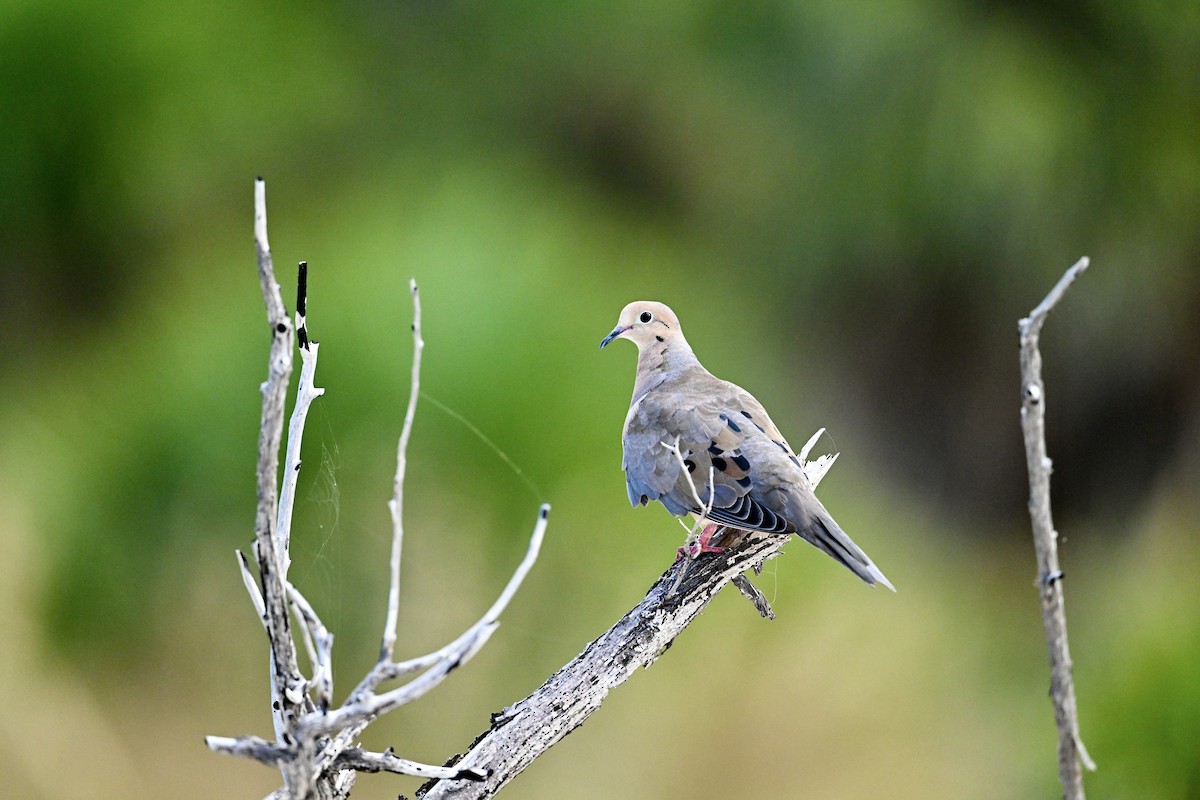 Mourning Dove - ML641228768