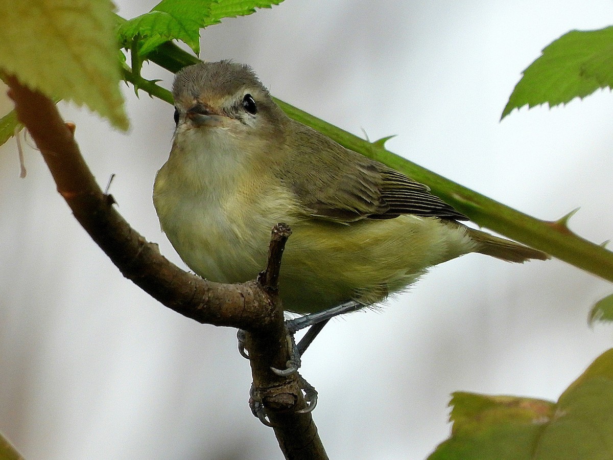 sangvireo - ML641228824