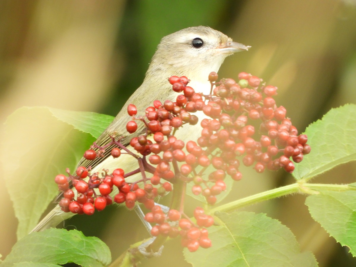 sangvireo - ML641228827