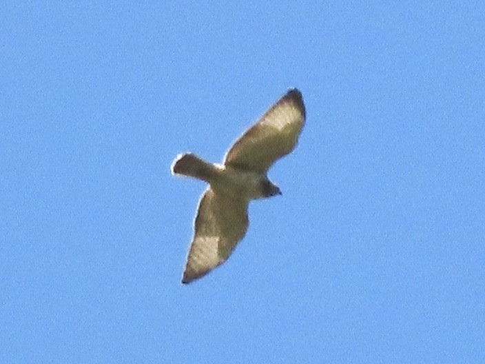 Buteo sp. - ML641228835