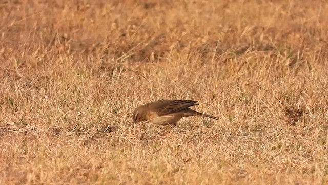 Bisbita del Vaal - ML641228850