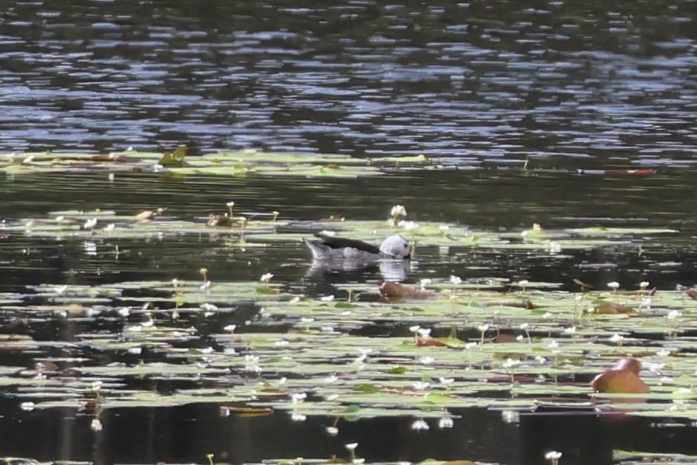 Cotton Pygmy-Goose - ML641228860