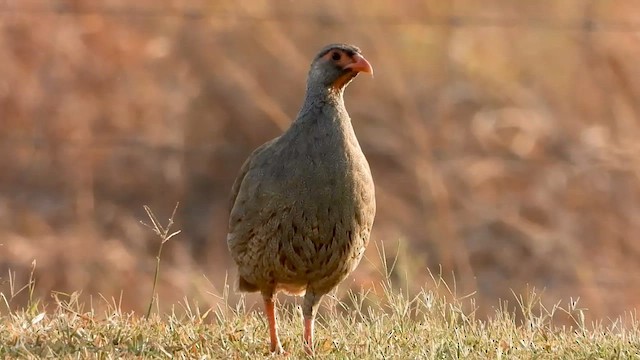 Francolín Gorjirrojo (cranchii/harterti) - ML641228871