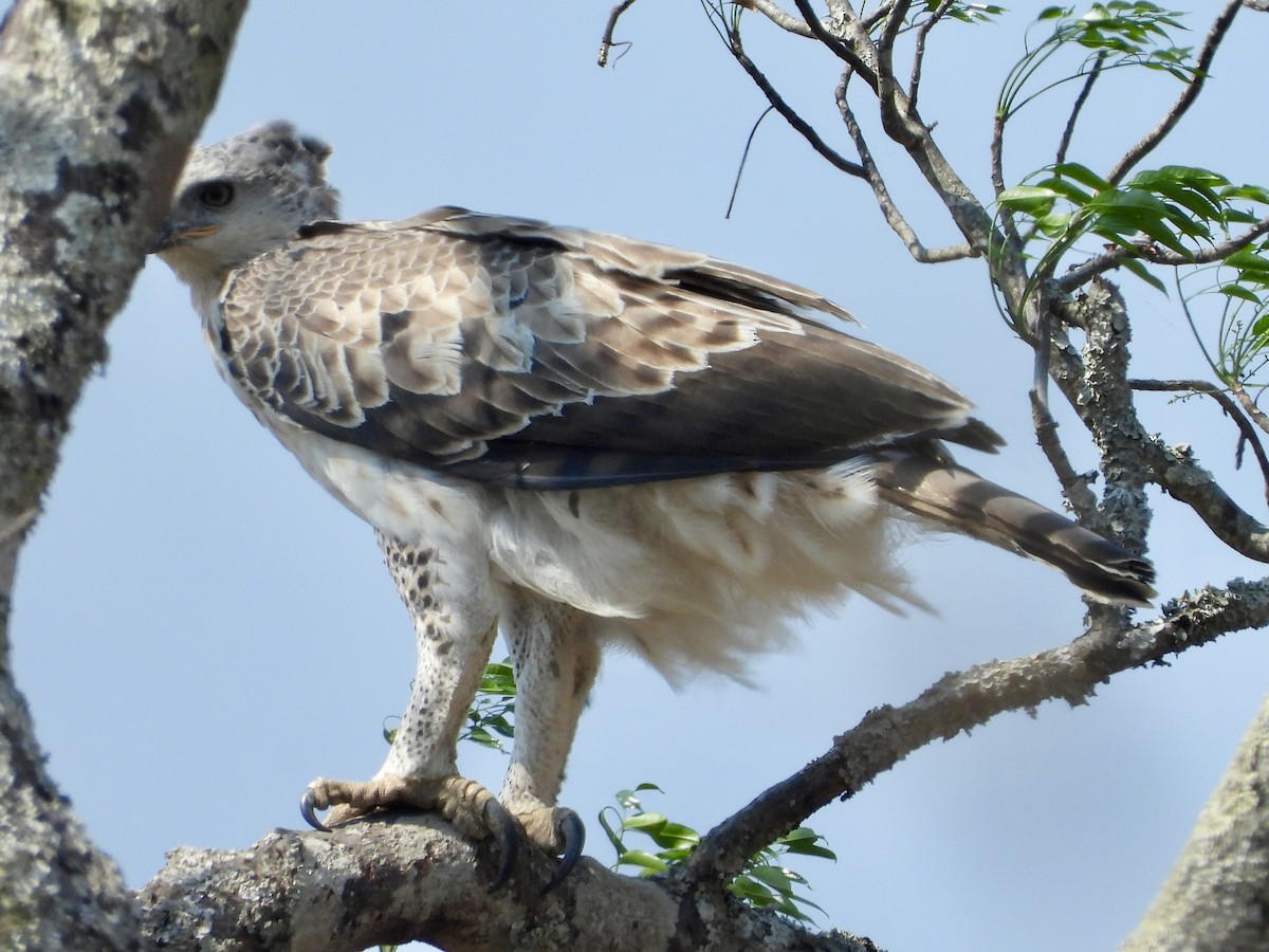 Crowned Eagle - ML641228875