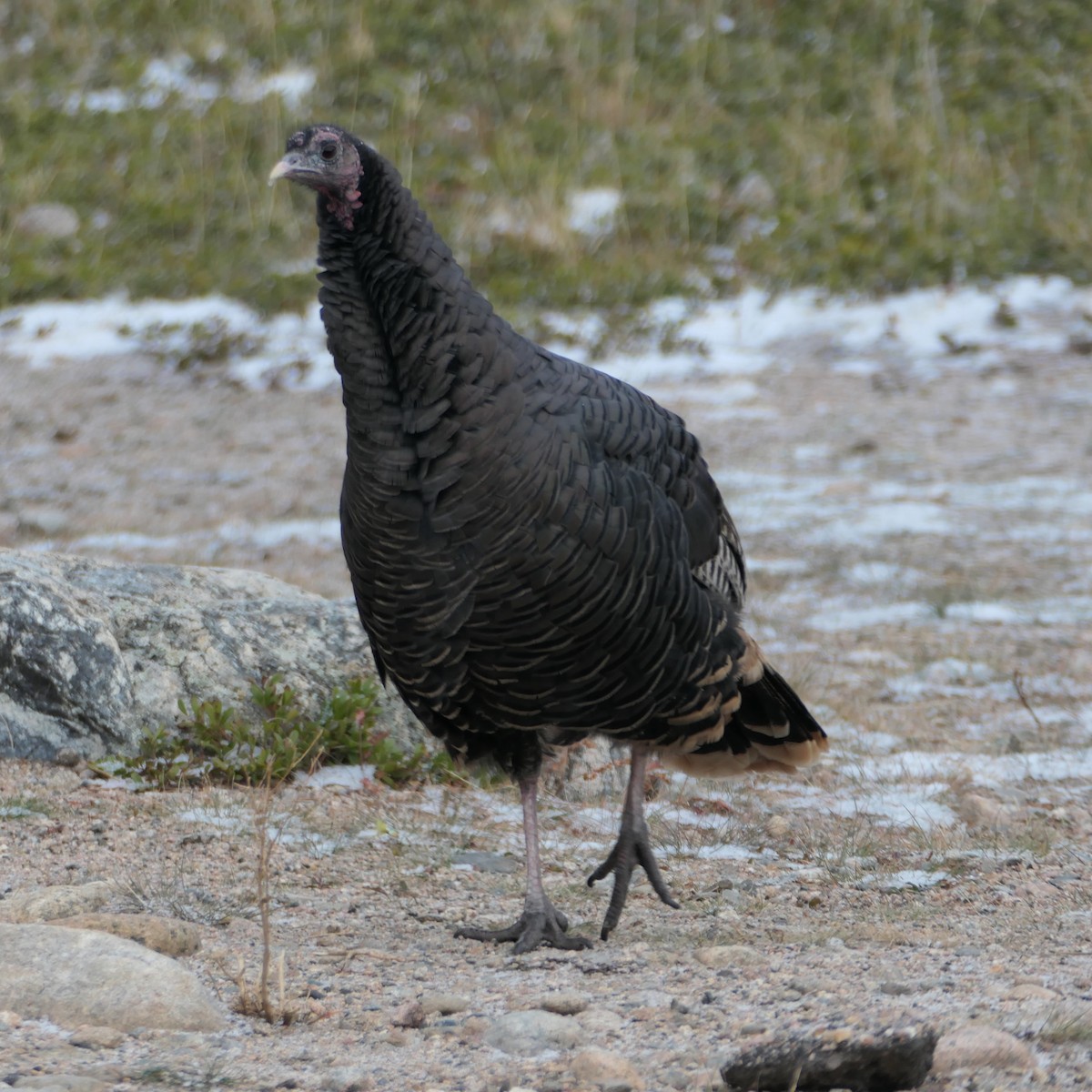Wild Turkey - ML641228890