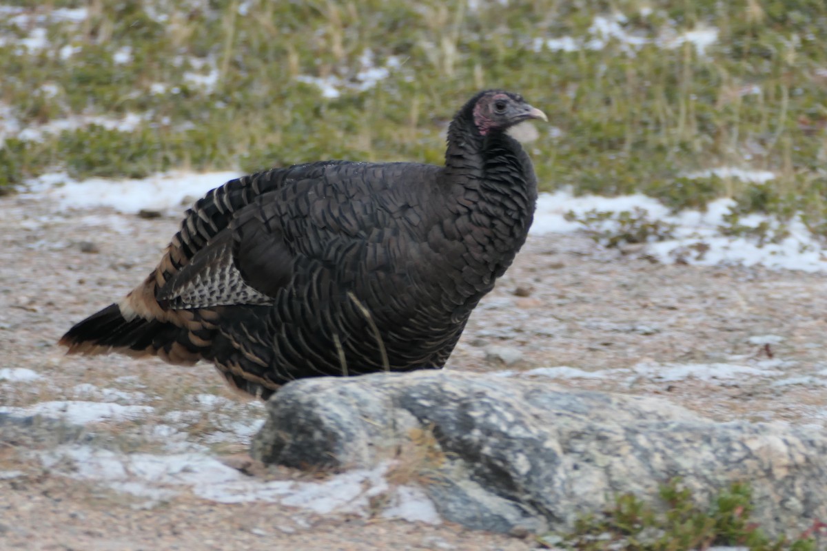 Wild Turkey - ML641228891