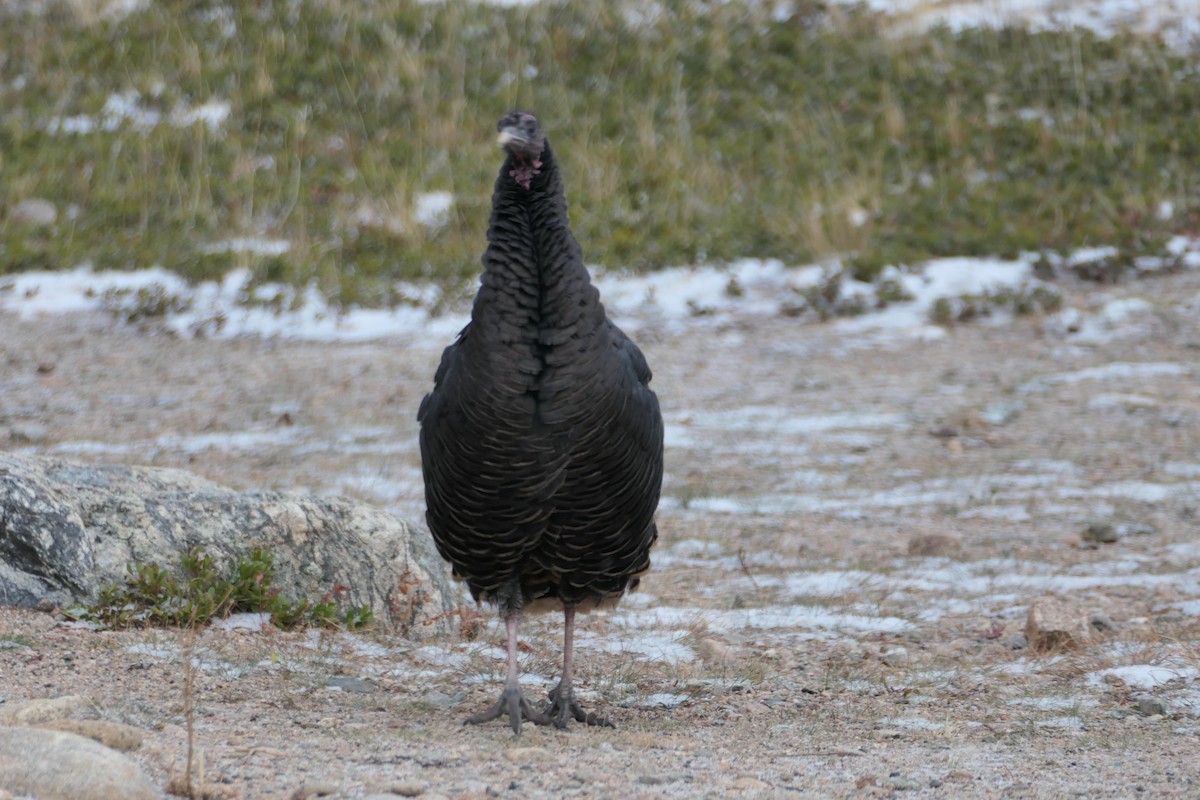 Wild Turkey - ML641228892