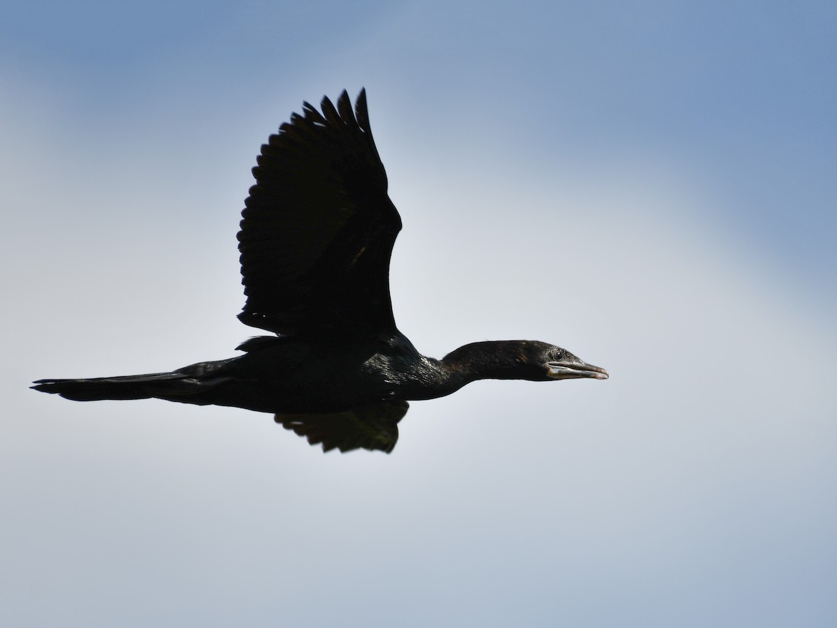 Little Cormorant - ML641228901