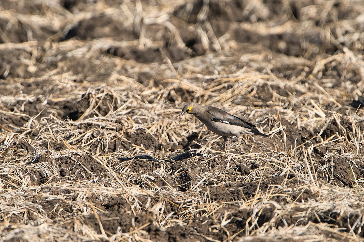 Wattled Starling - ML641228945