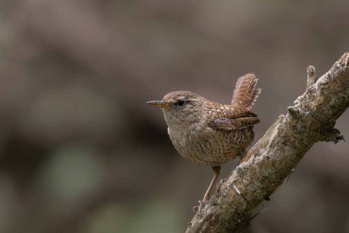 Eurasian Wren - ML641228950