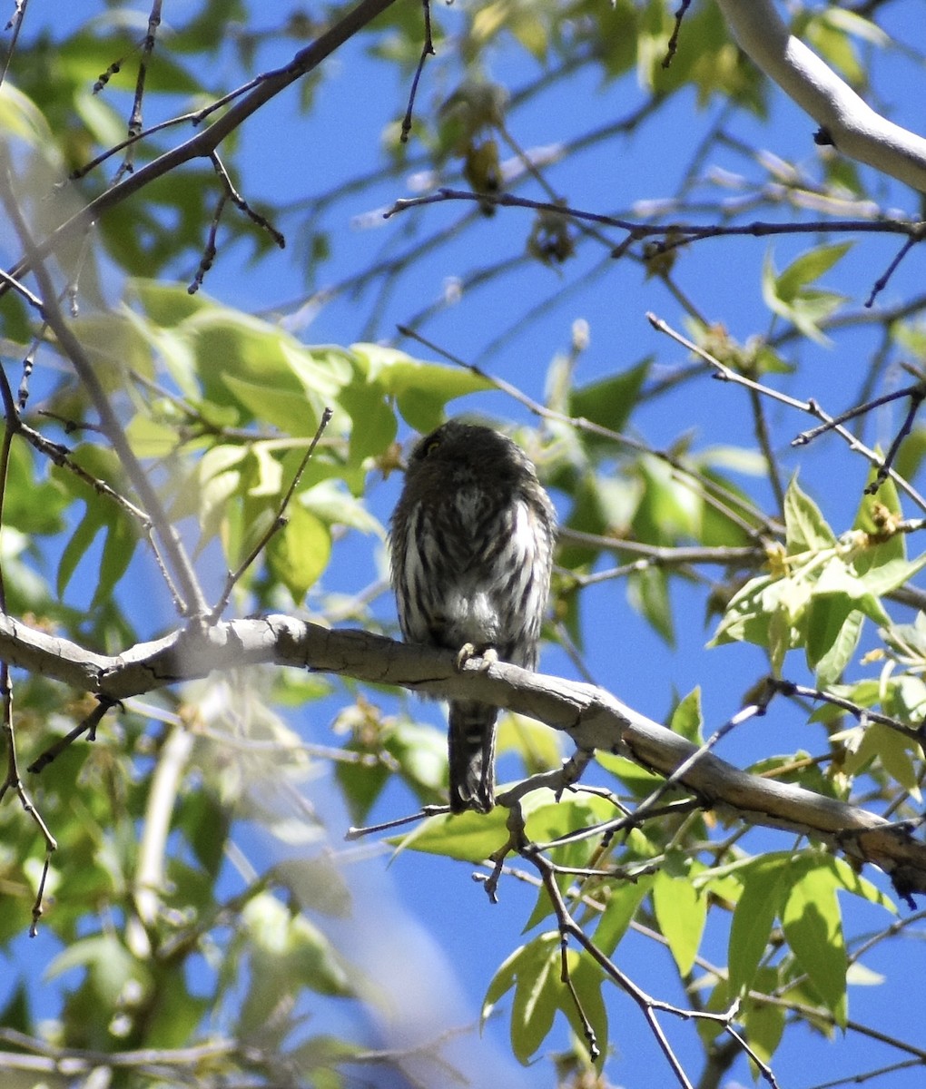 Northern Pygmy-Owl - ML641228956