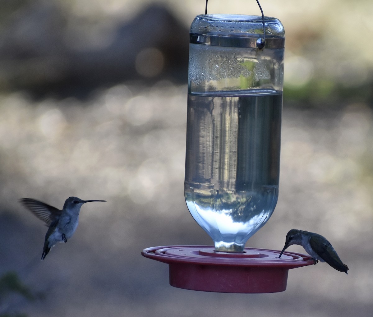 Black-chinned Hummingbird - ML641229028