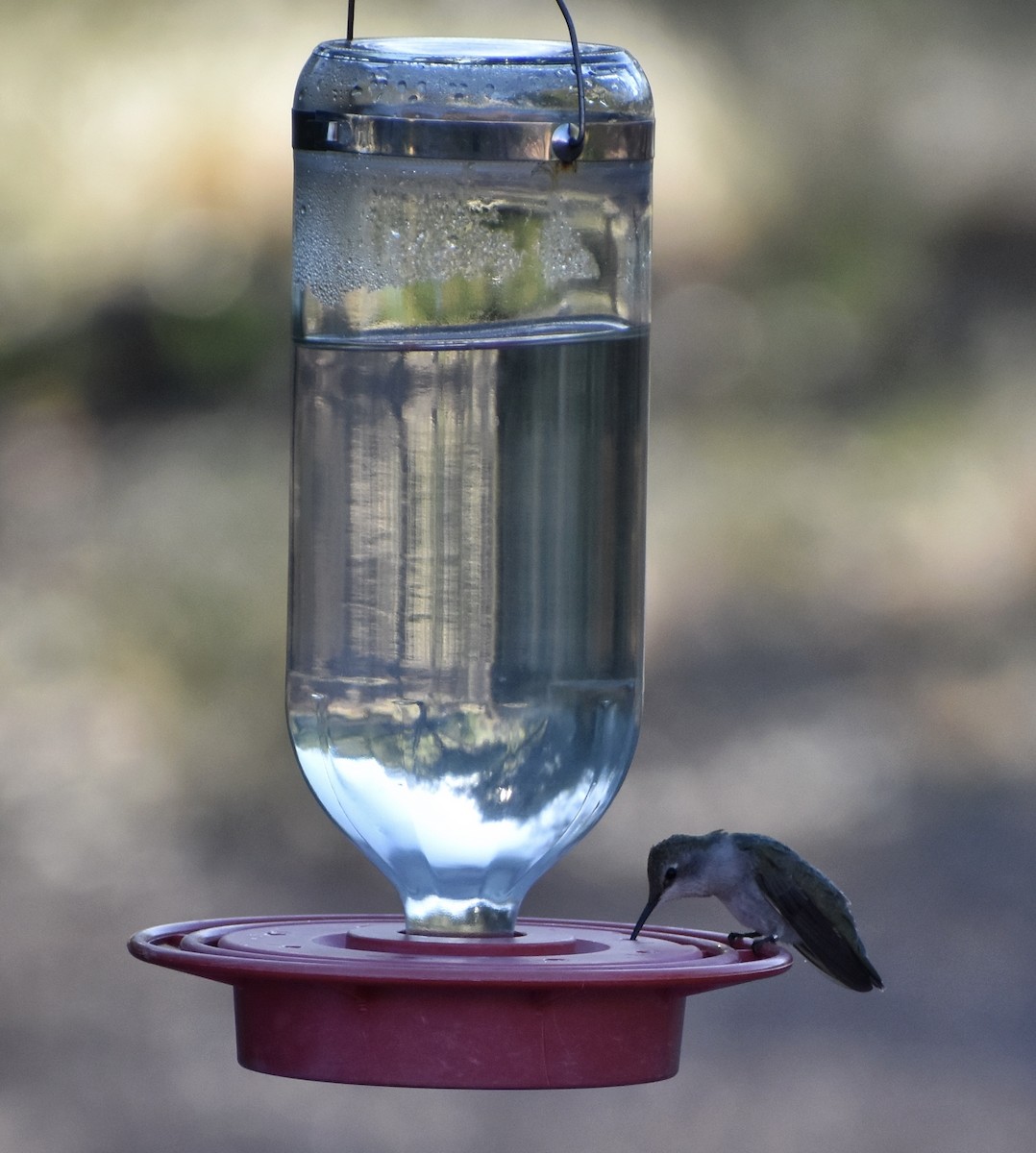 Black-chinned Hummingbird - ML641229029