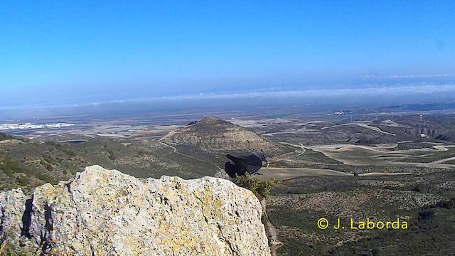 Grajilla Occidental - ML641229035