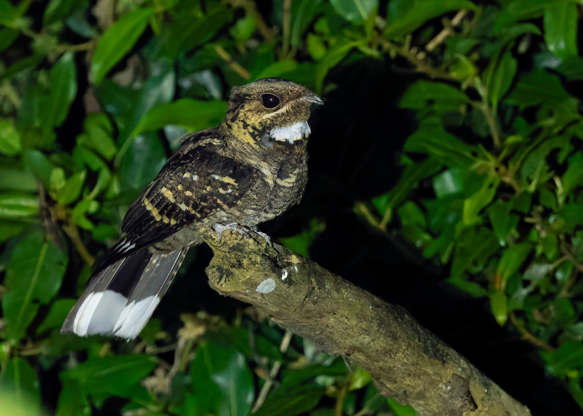 Large-tailed Nightjar - ML641229093