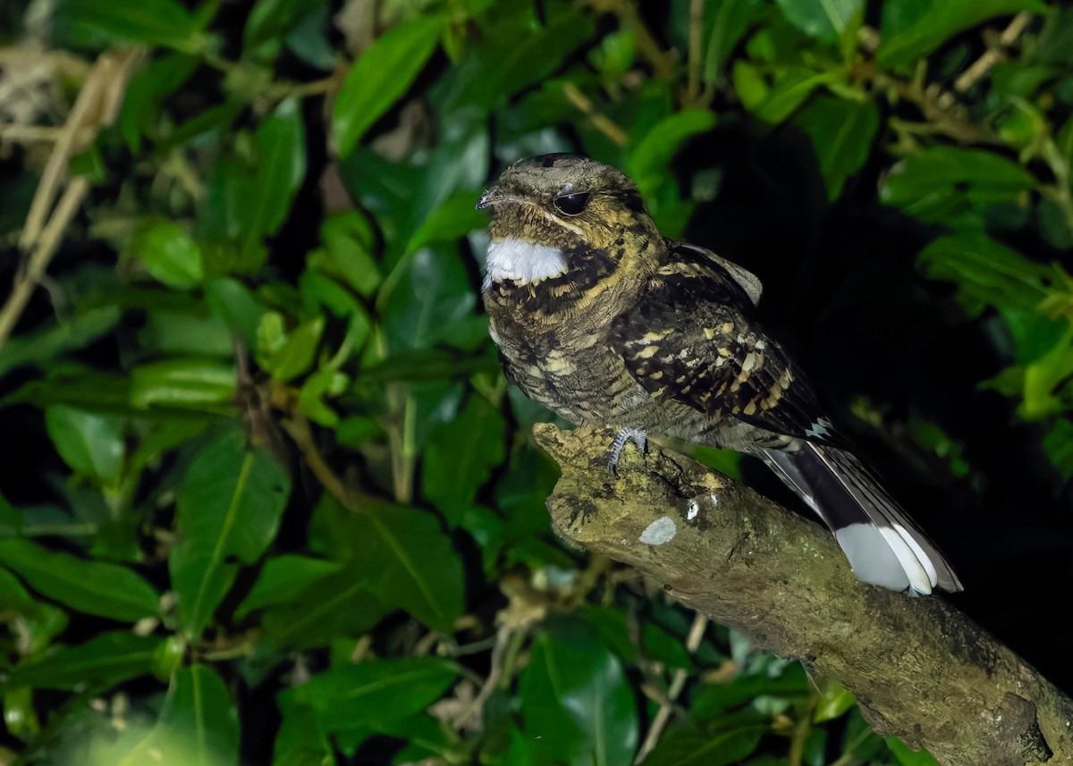 Large-tailed Nightjar - ML641229094