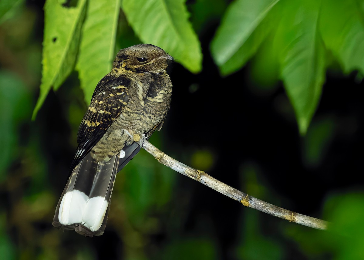 Large-tailed Nightjar - ML641229097