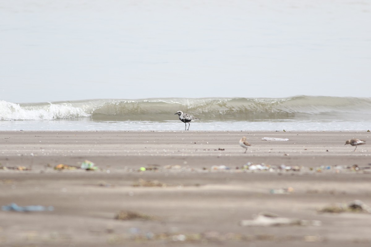 Black-bellied Plover - ML641229104