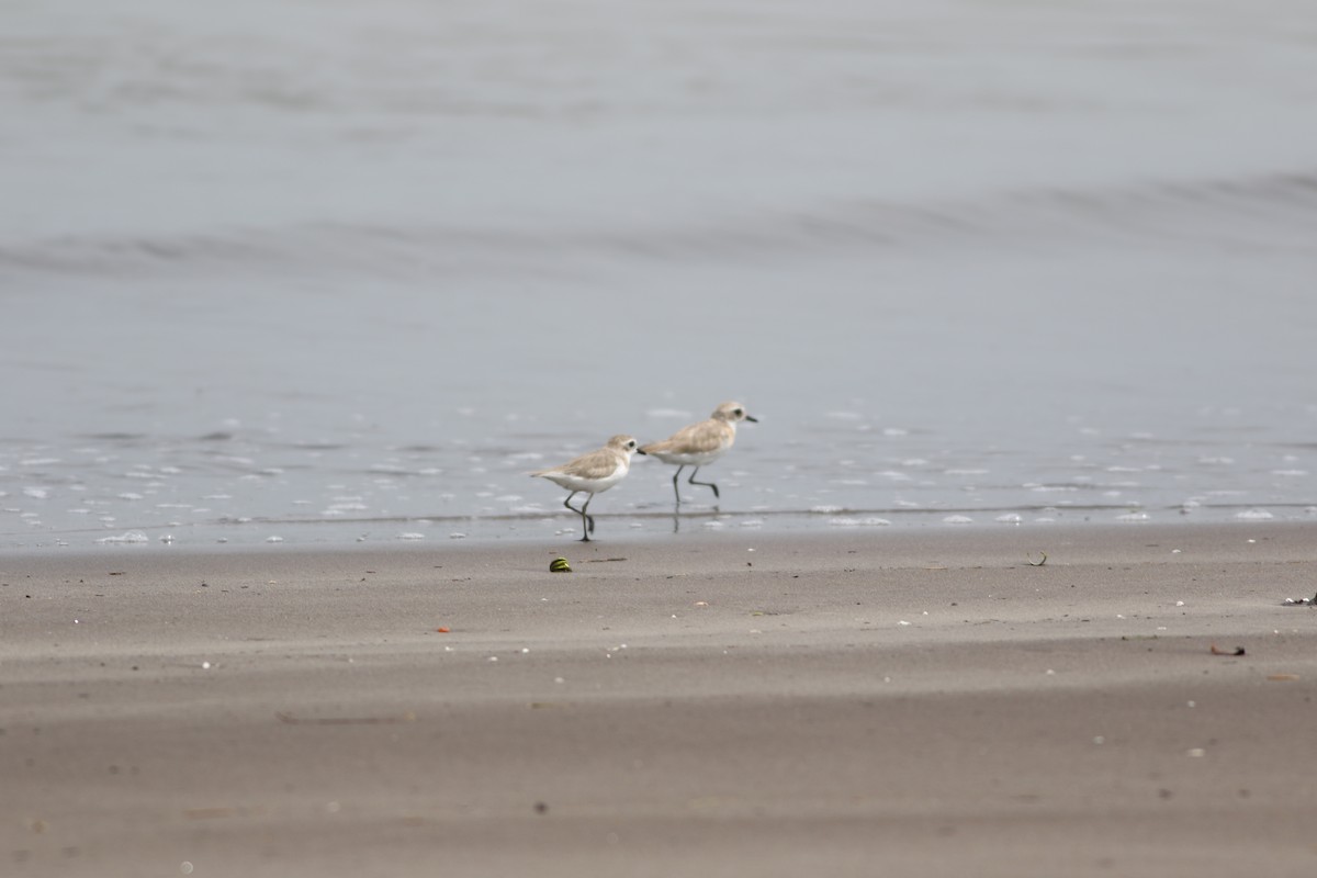 Tibetan Sand-Plover - ML641229107