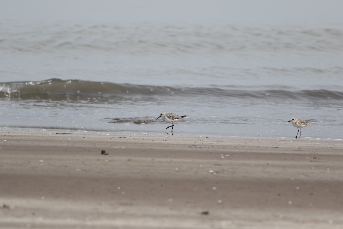 Curlew Sandpiper - ML641229111