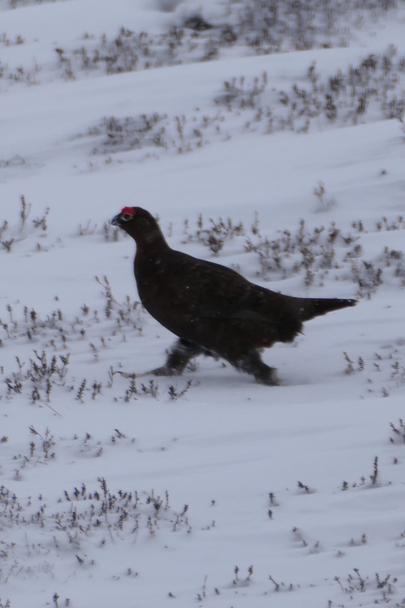 Kızılca Kar Tavuğu - ML641229125