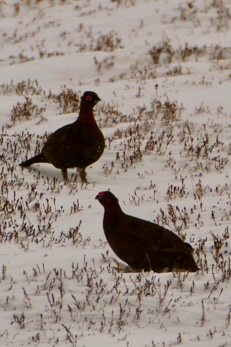 Kızılca Kar Tavuğu - ML641229126